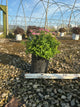 Spiraea japonica 'Little Princess'