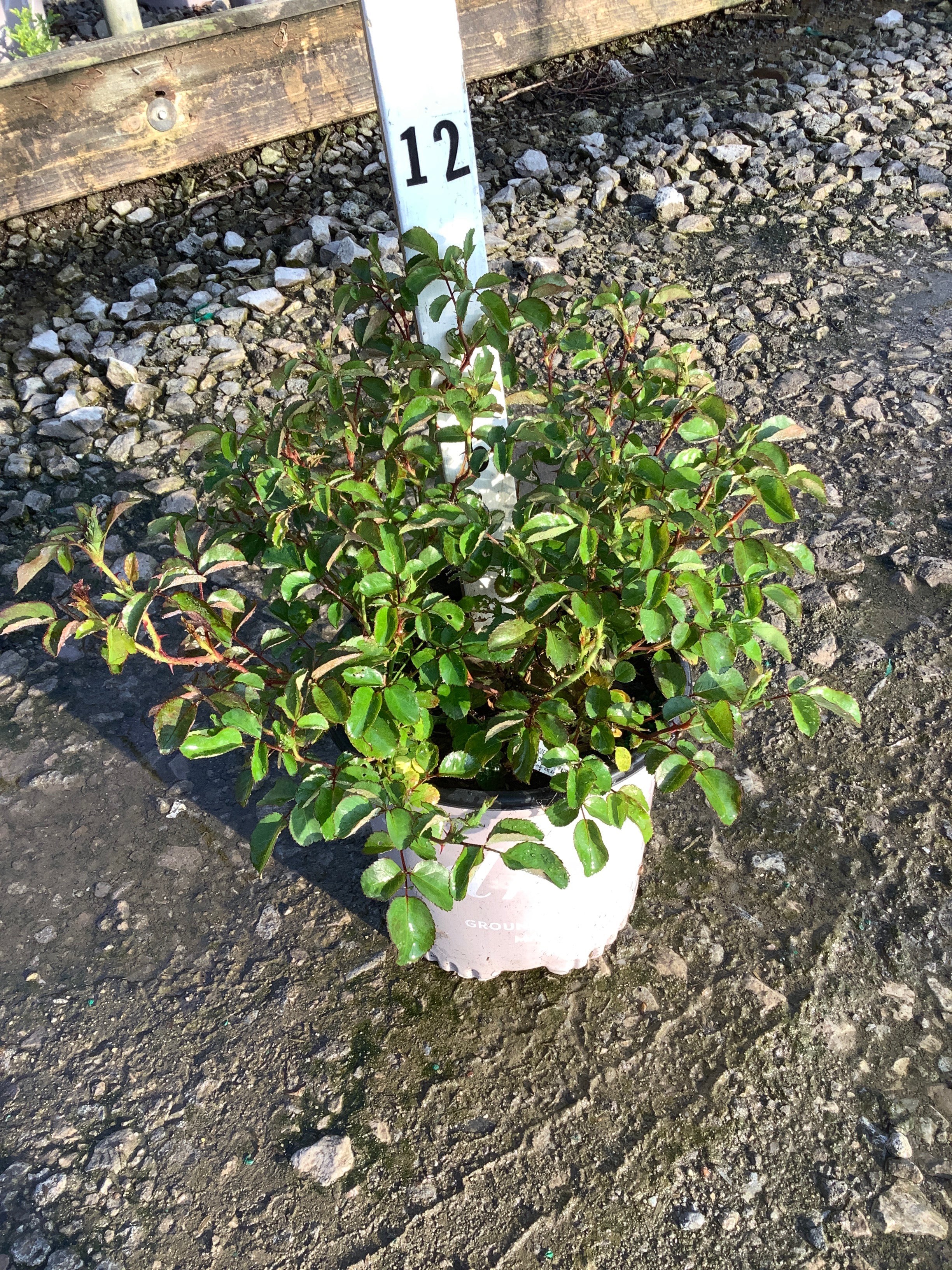 Rosa 'Drift Meidrifora'
