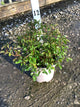 Rosa 'Drift Meidrifora'