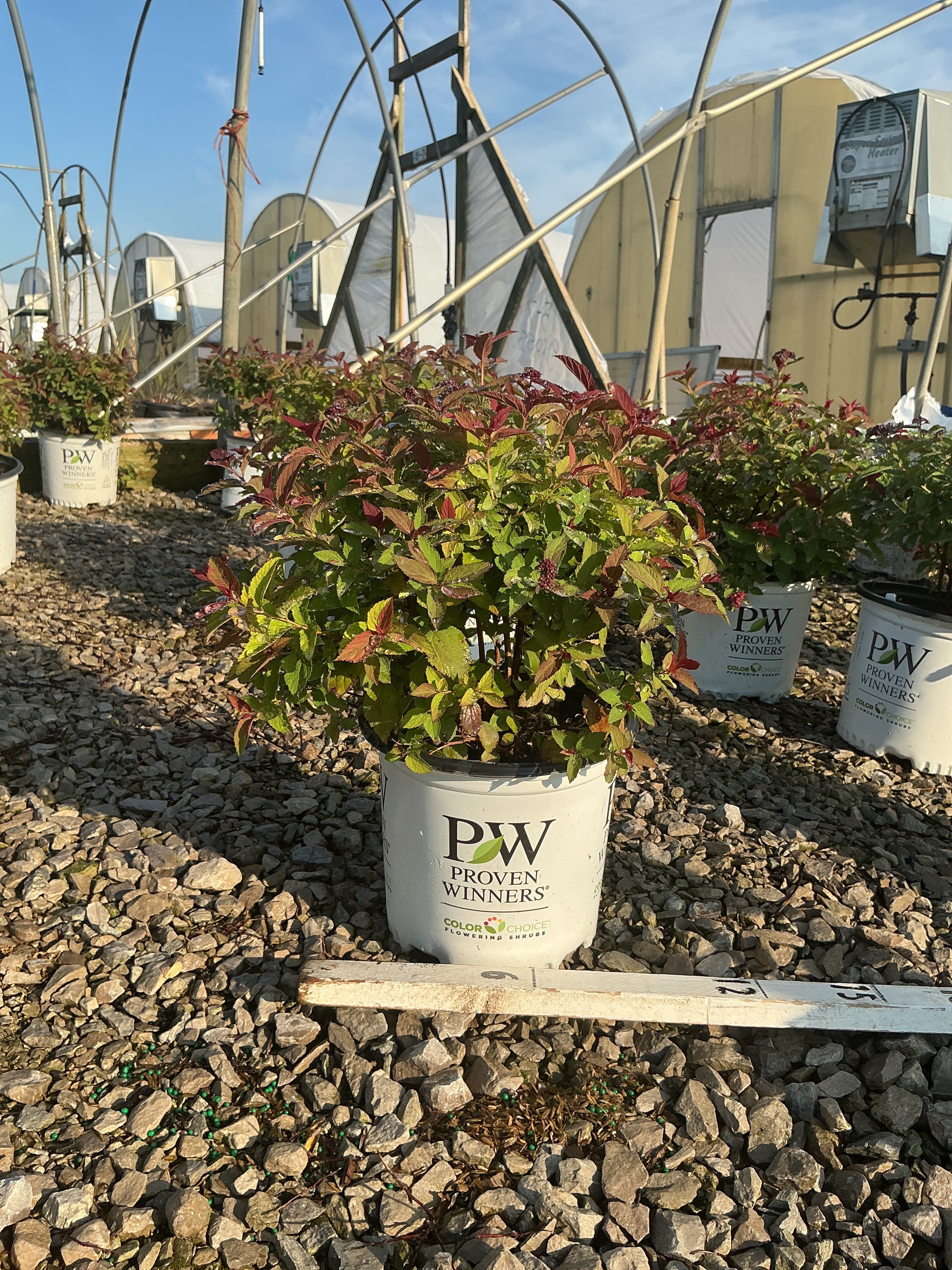 Spiraea JAP 'Dbl Play Doozie'