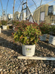 Spiraea JAP 'Dbl Play Doozie'