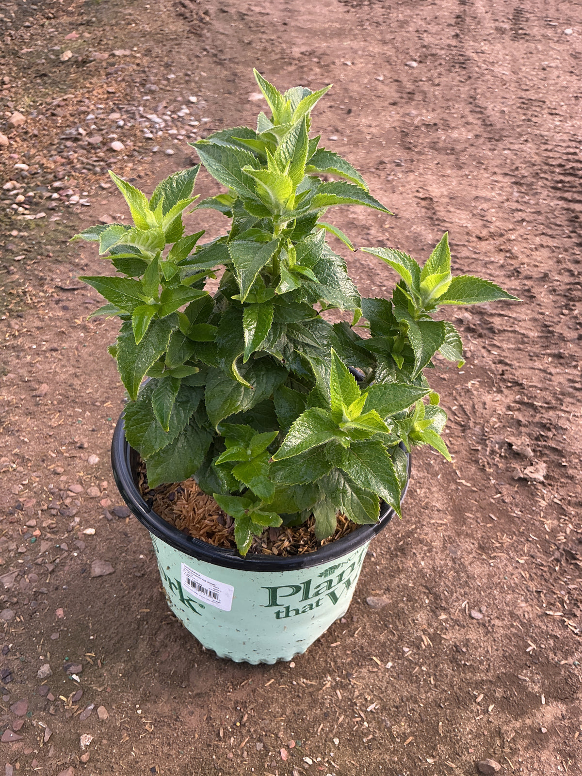 Monarda pocahontas 'Pink'