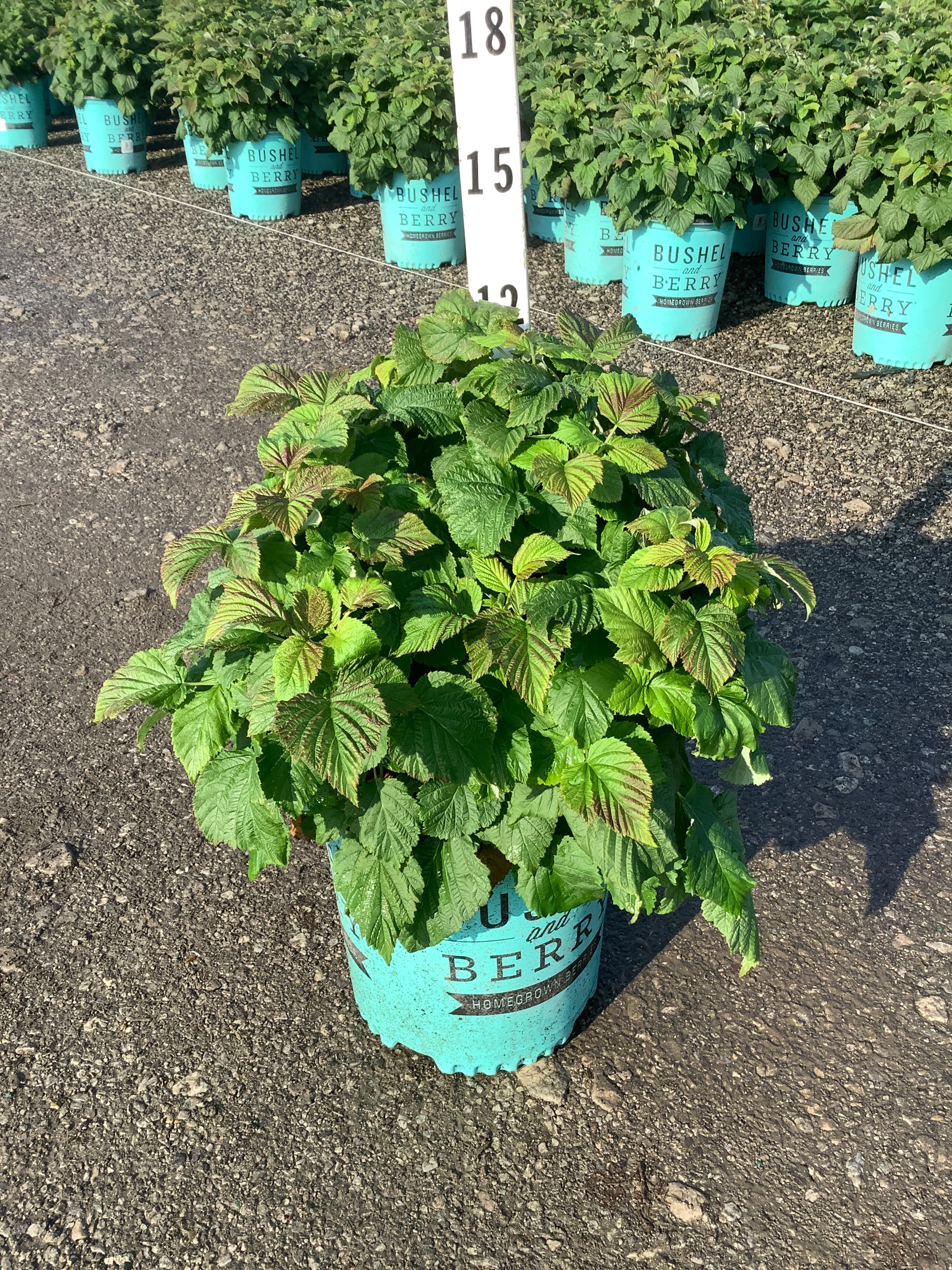 Rubus idaeus 'Raspberry Shortcake&trade;'