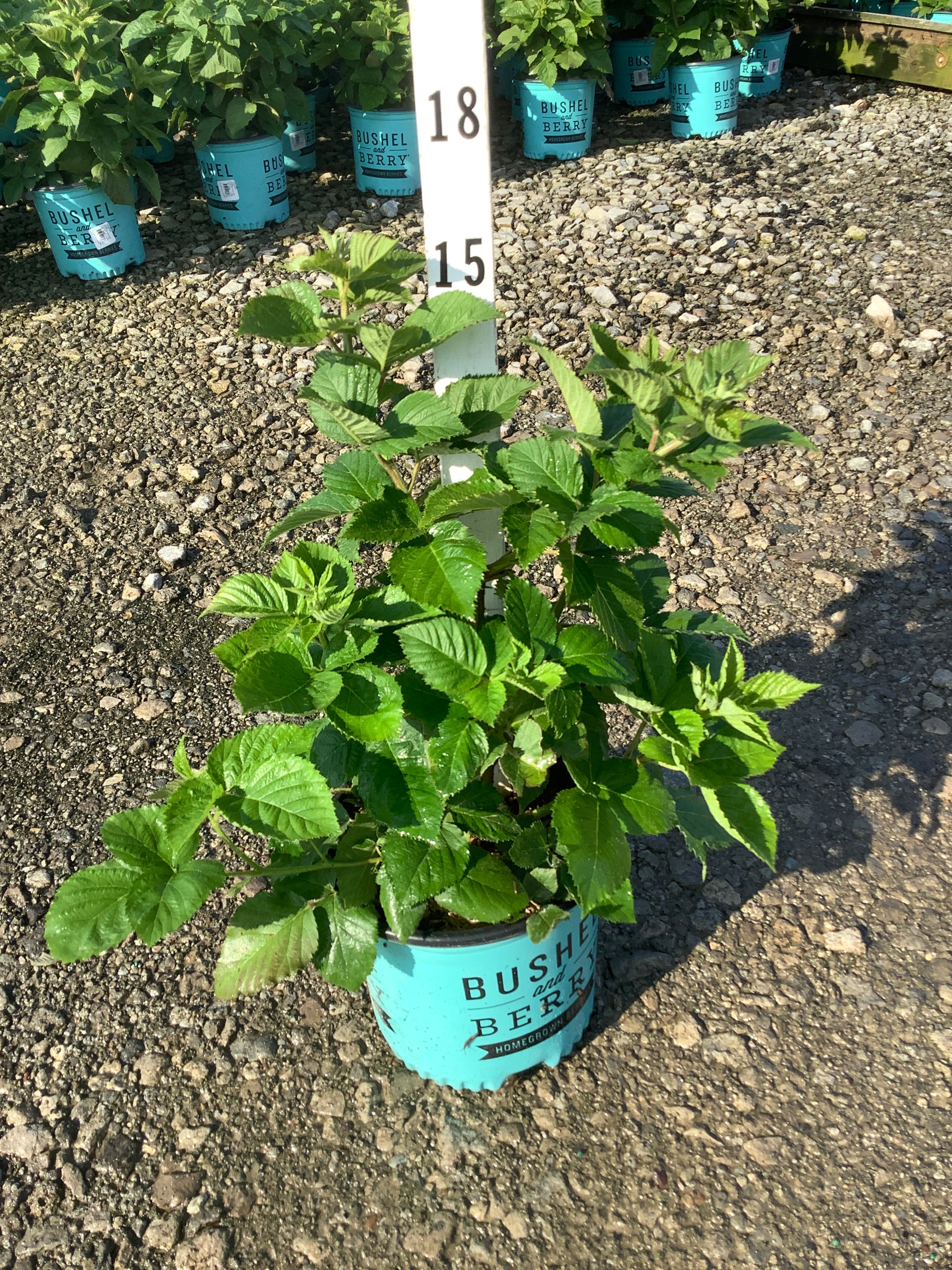 Rubus baby 'Cakes'