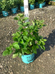 Rubus baby 'Cakes'