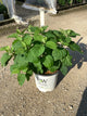 Hydrangea arborescens 'Abetwo'
