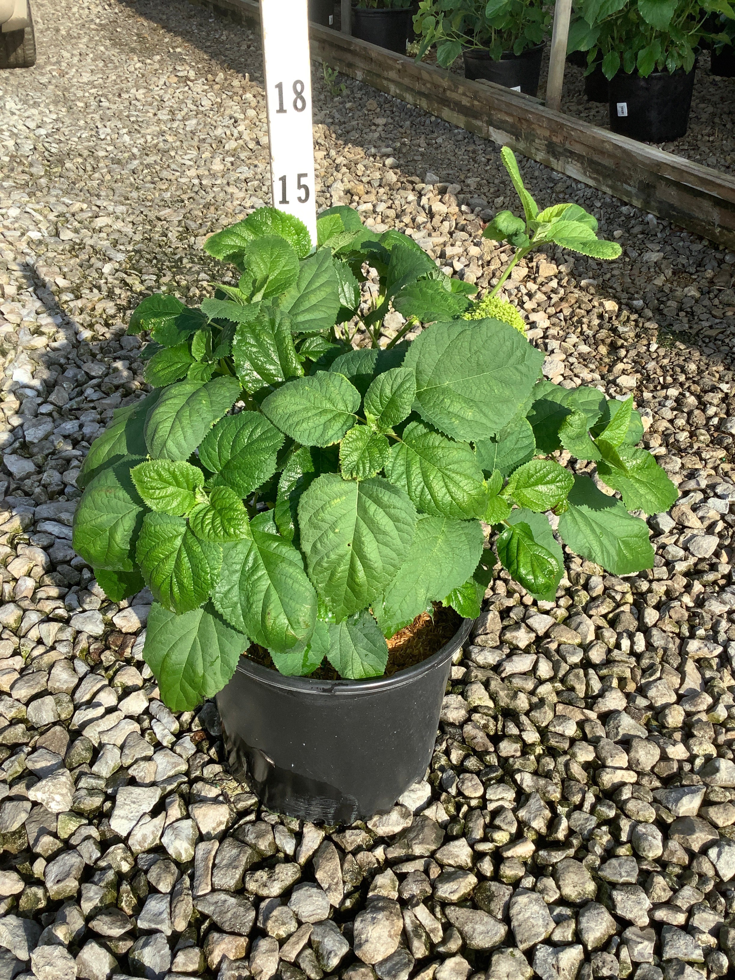 Hydrangea arborescens 'Annabelle'
