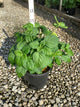 Hydrangea arborescens 'Annabelle'