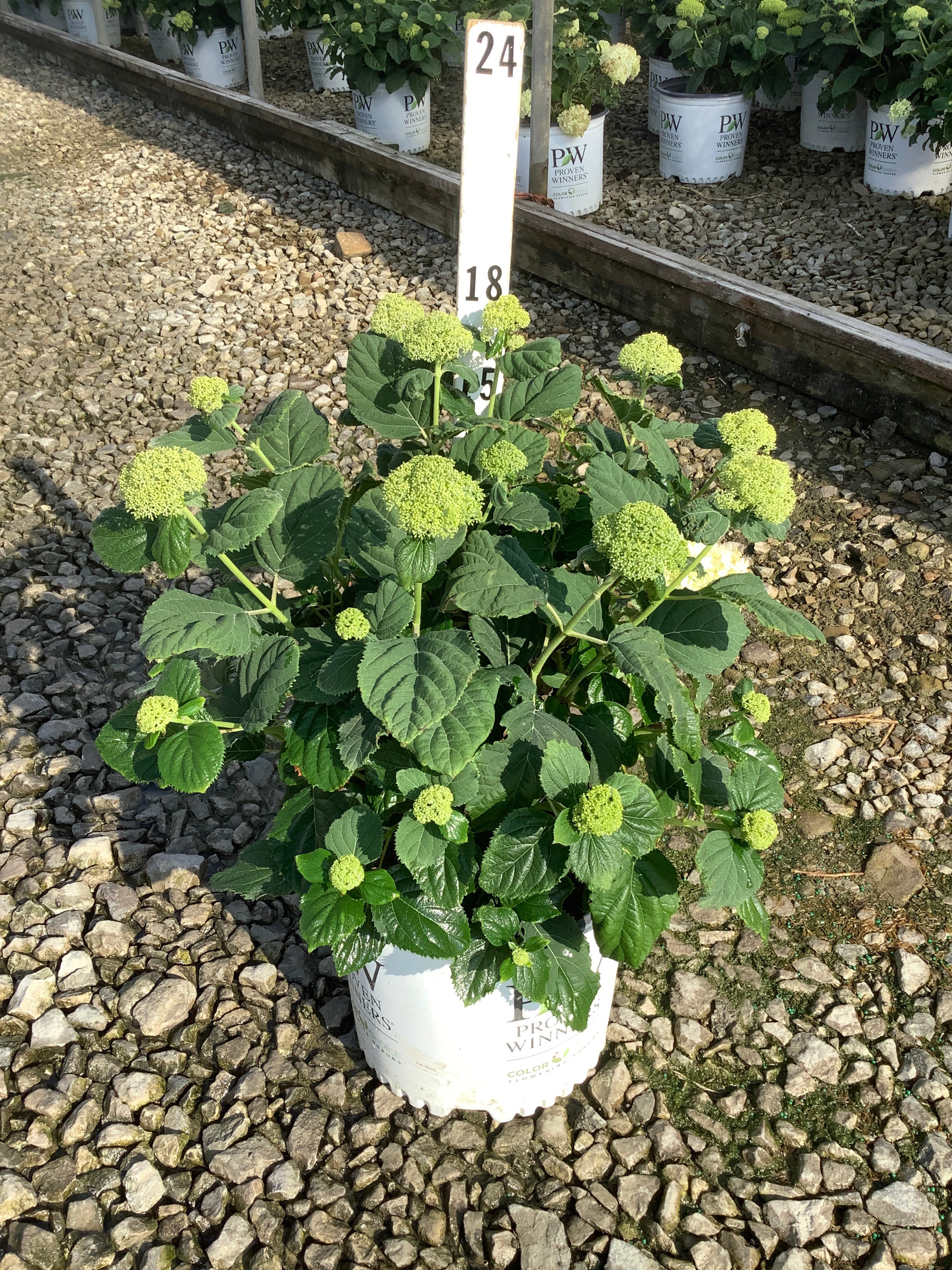 HydranHydrangeagea arborescens ‘Incrediball Storm Proof’