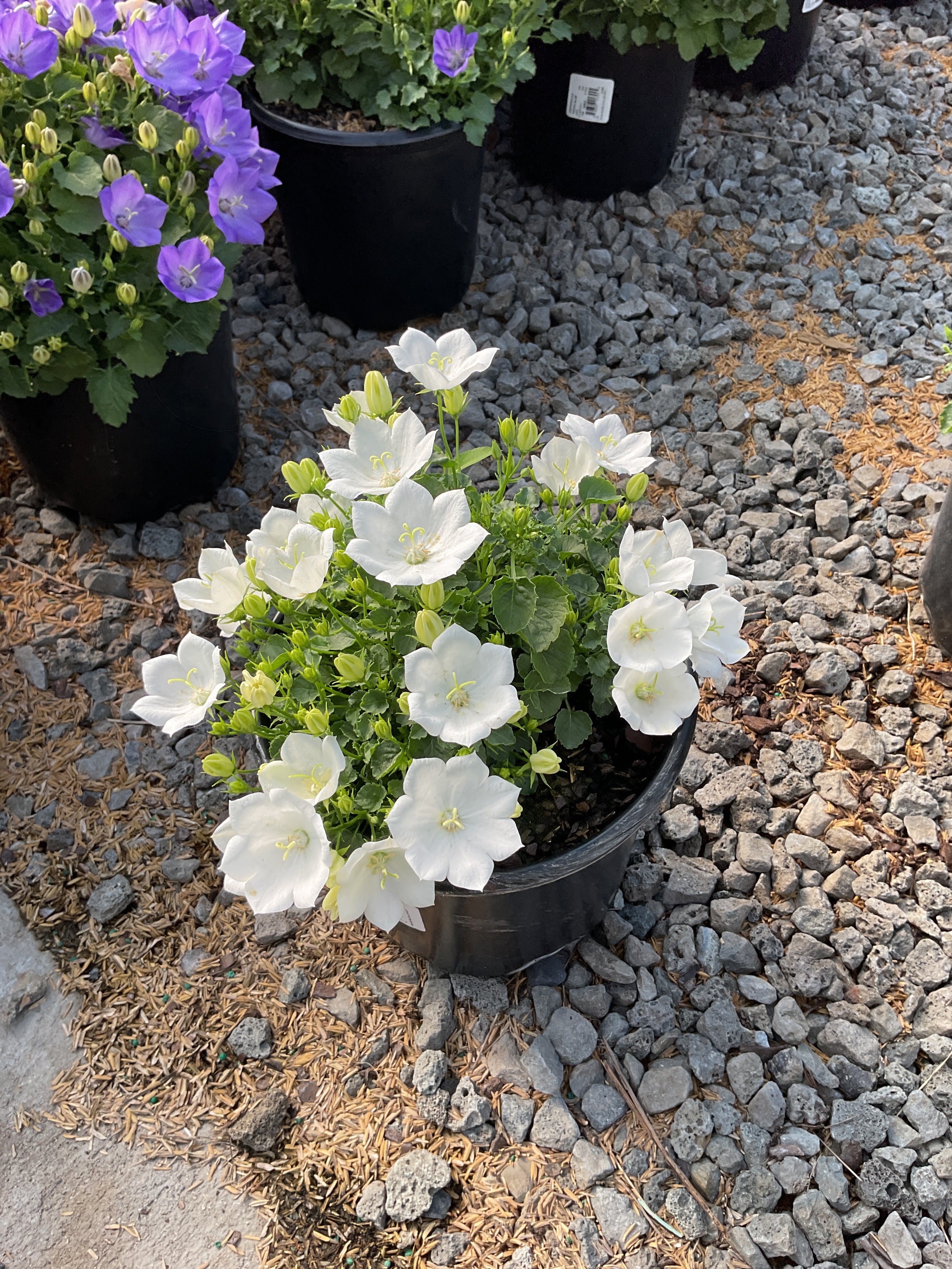 Campanula carpatica 'Rapido White'