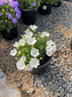 Campanula carpatica 'Rapido White'