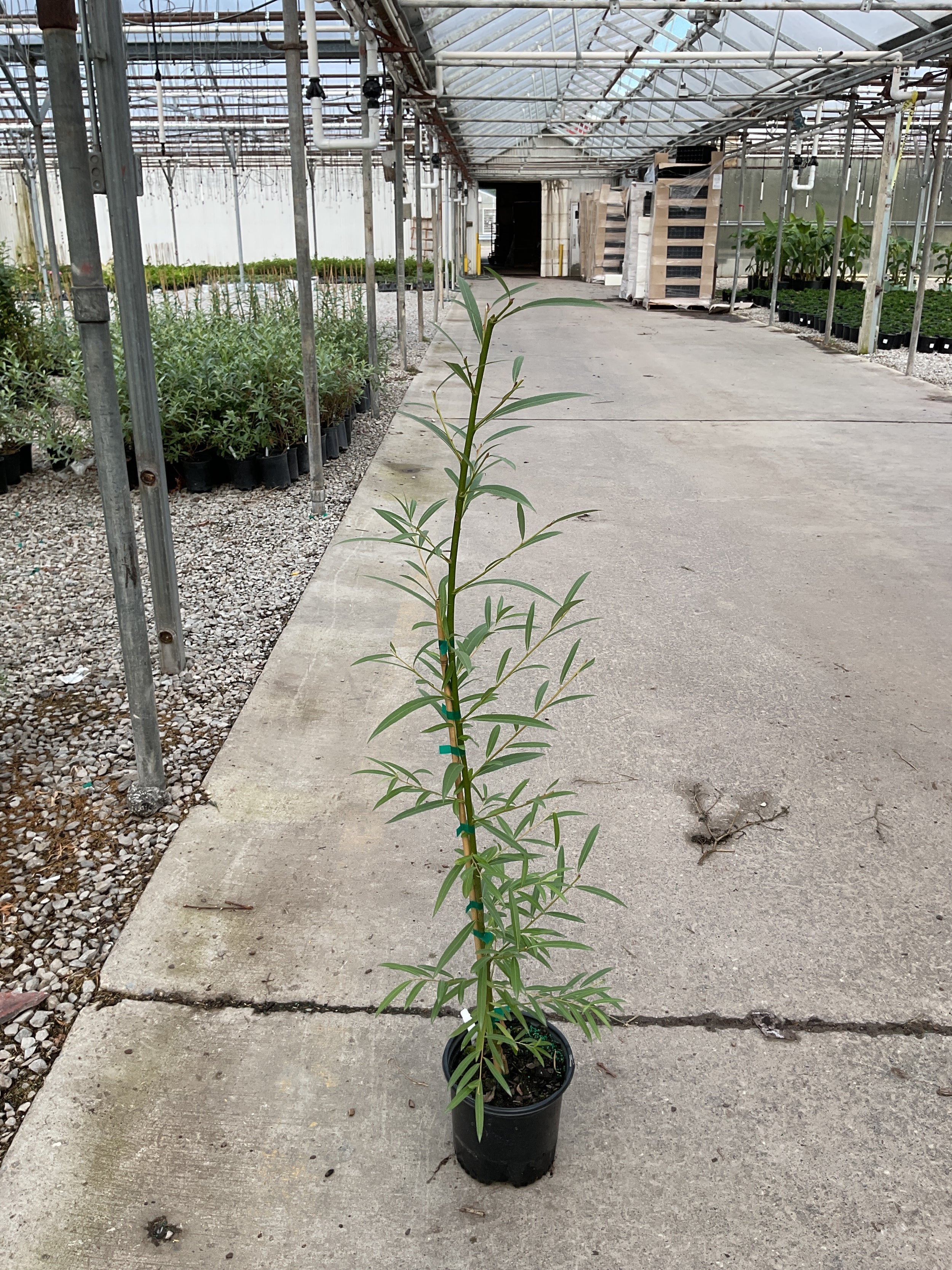 Salix x 'Austree'