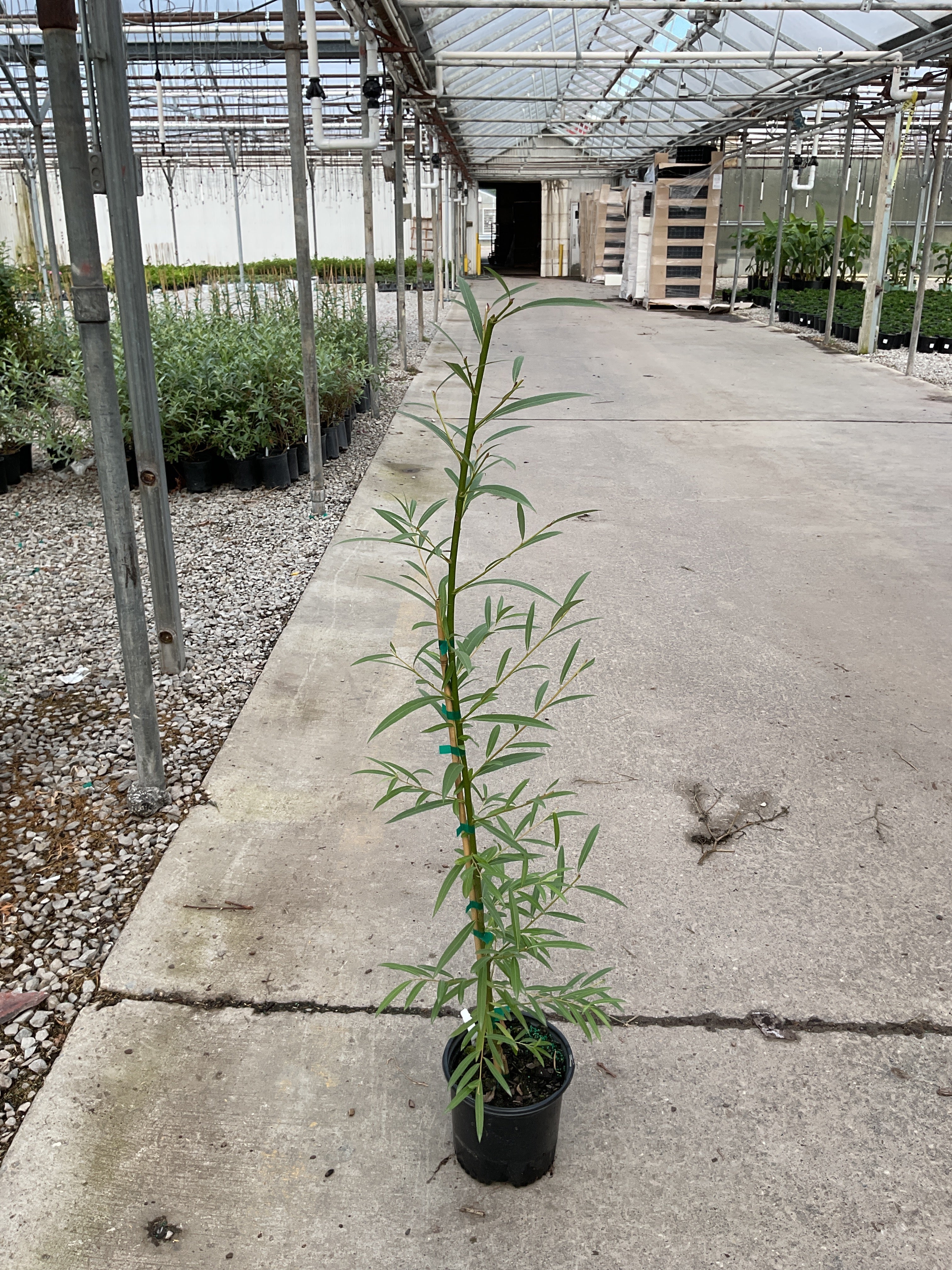 Salix x 'Austree'