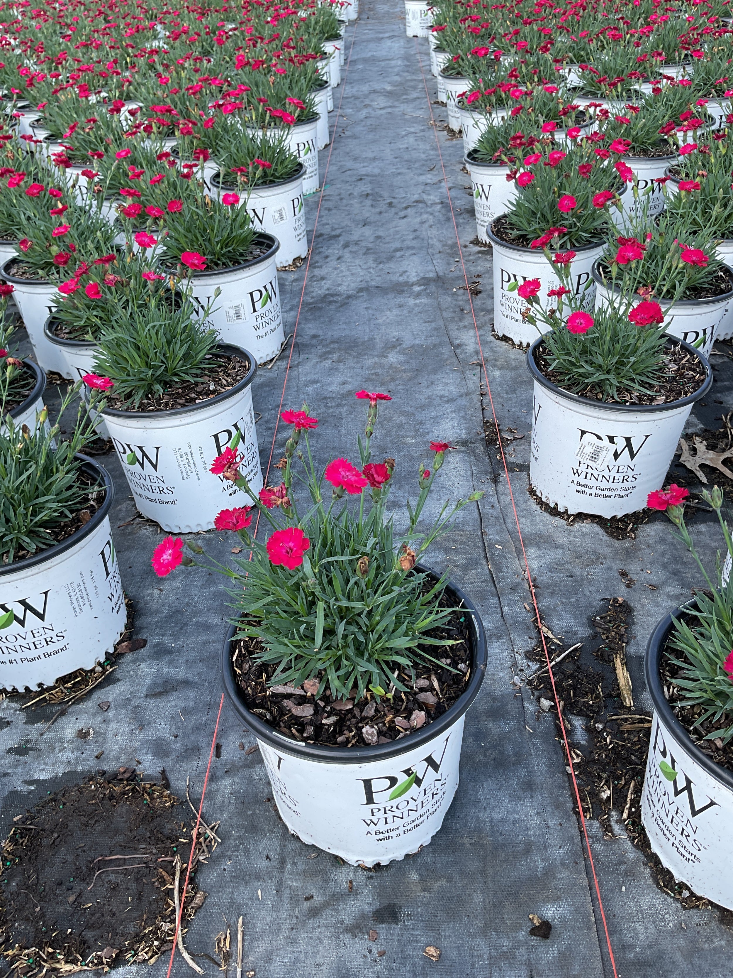 Dianthus paint 'The Town Red'