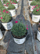 Dianthus paint 'The Town Magenta'