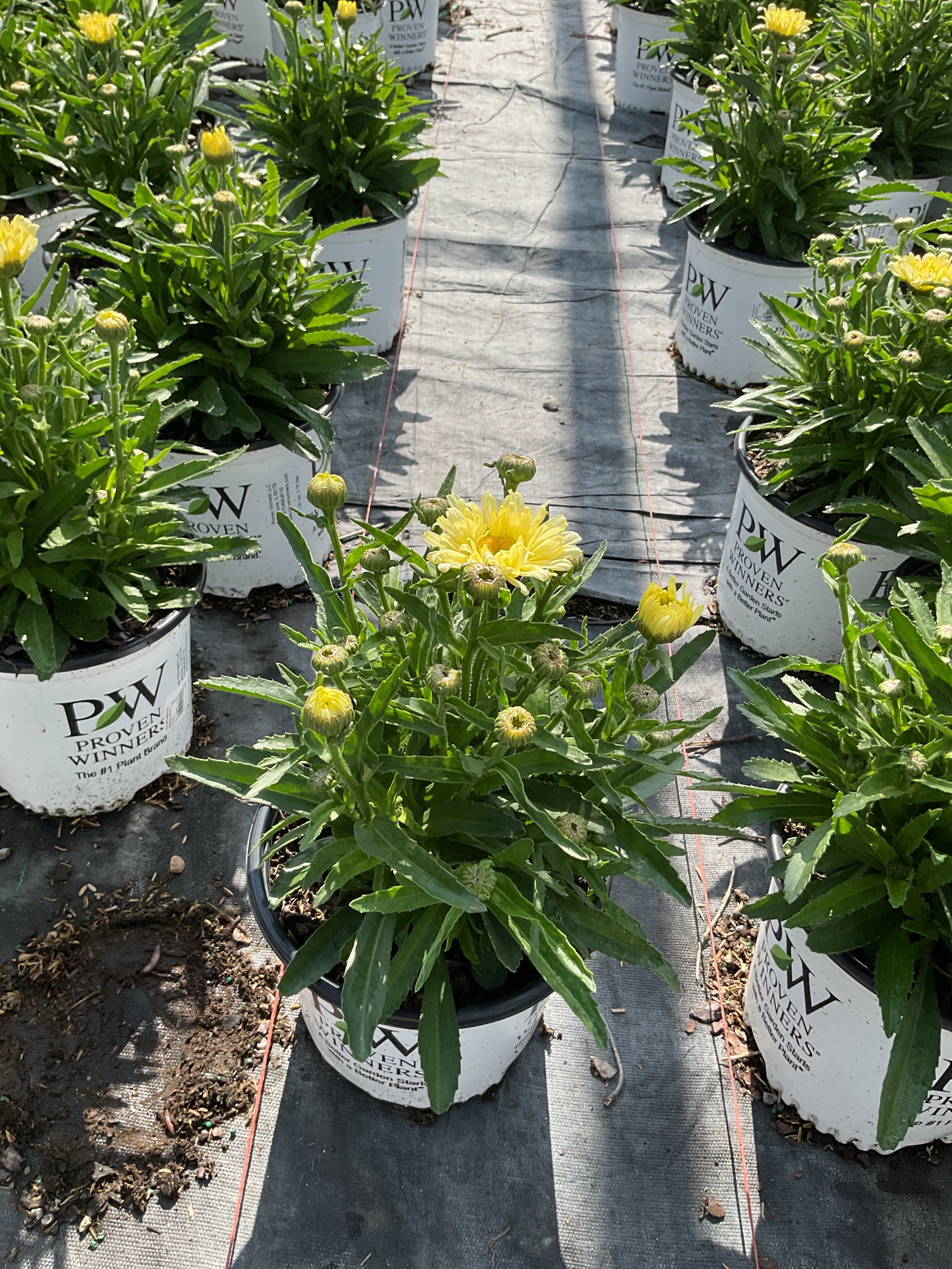 Leucanthemum S 'Banana Cream 2'