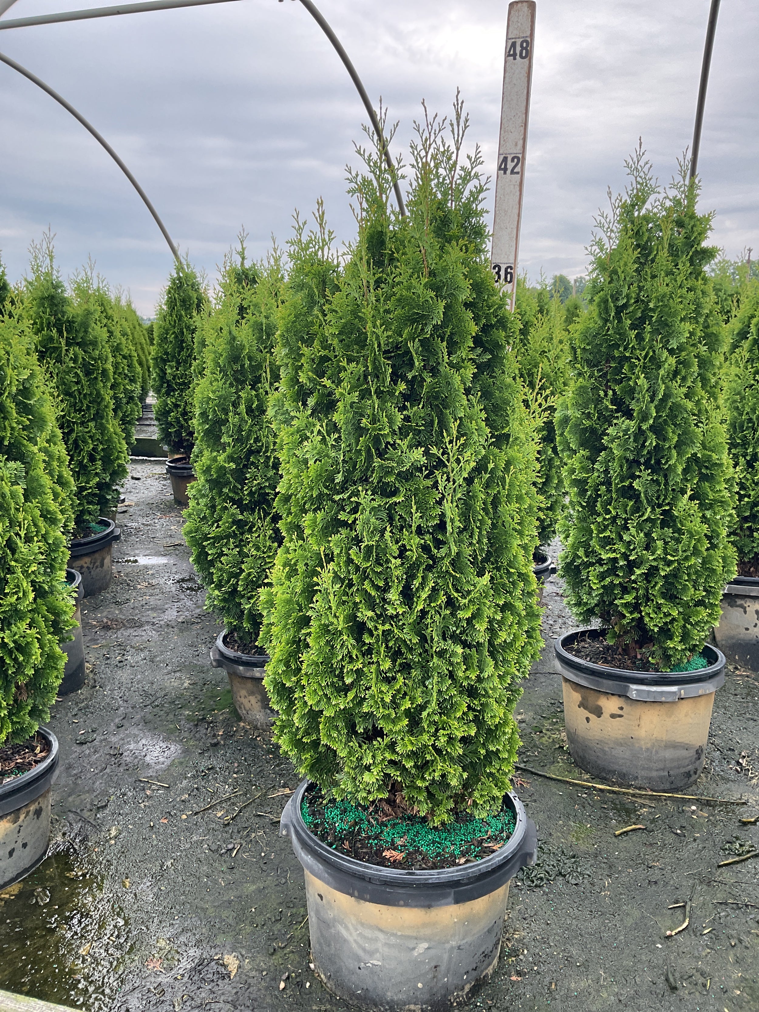 Thuja occidentalis 'Degroots Spire'