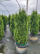 Thuja occidentalis 'Degroots Spire'