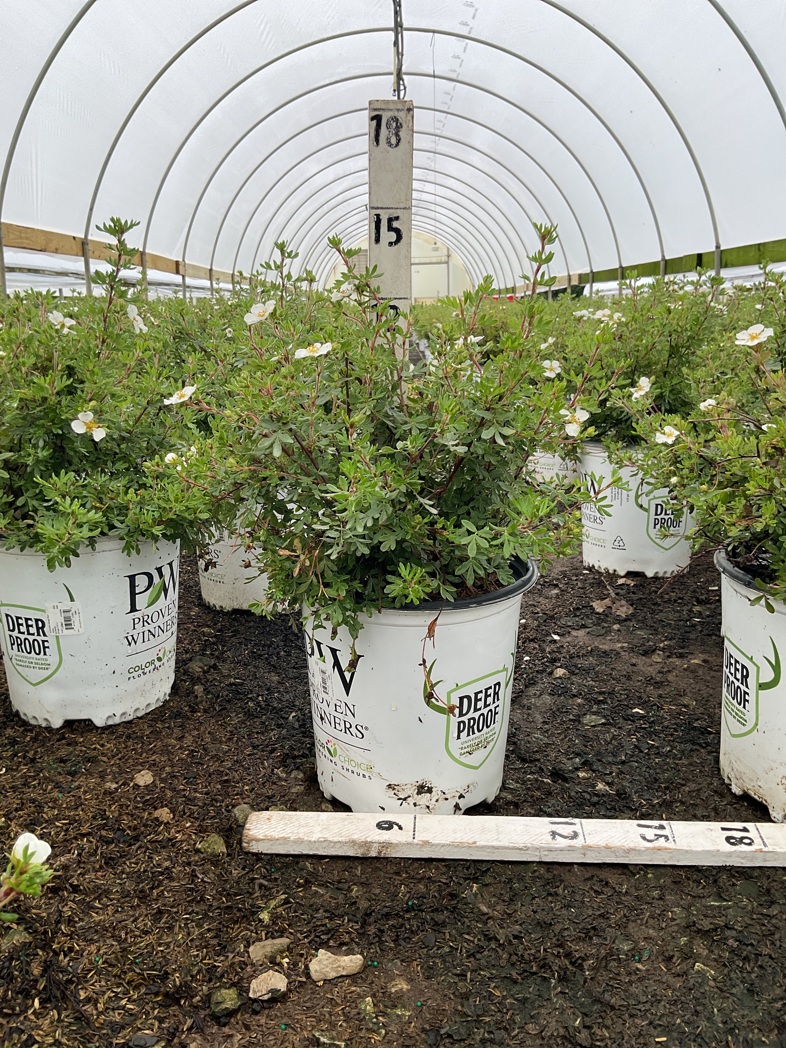 Potentilla 'Happy Face White'
