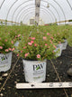 Potentilla 'Happy Face Hearts'
