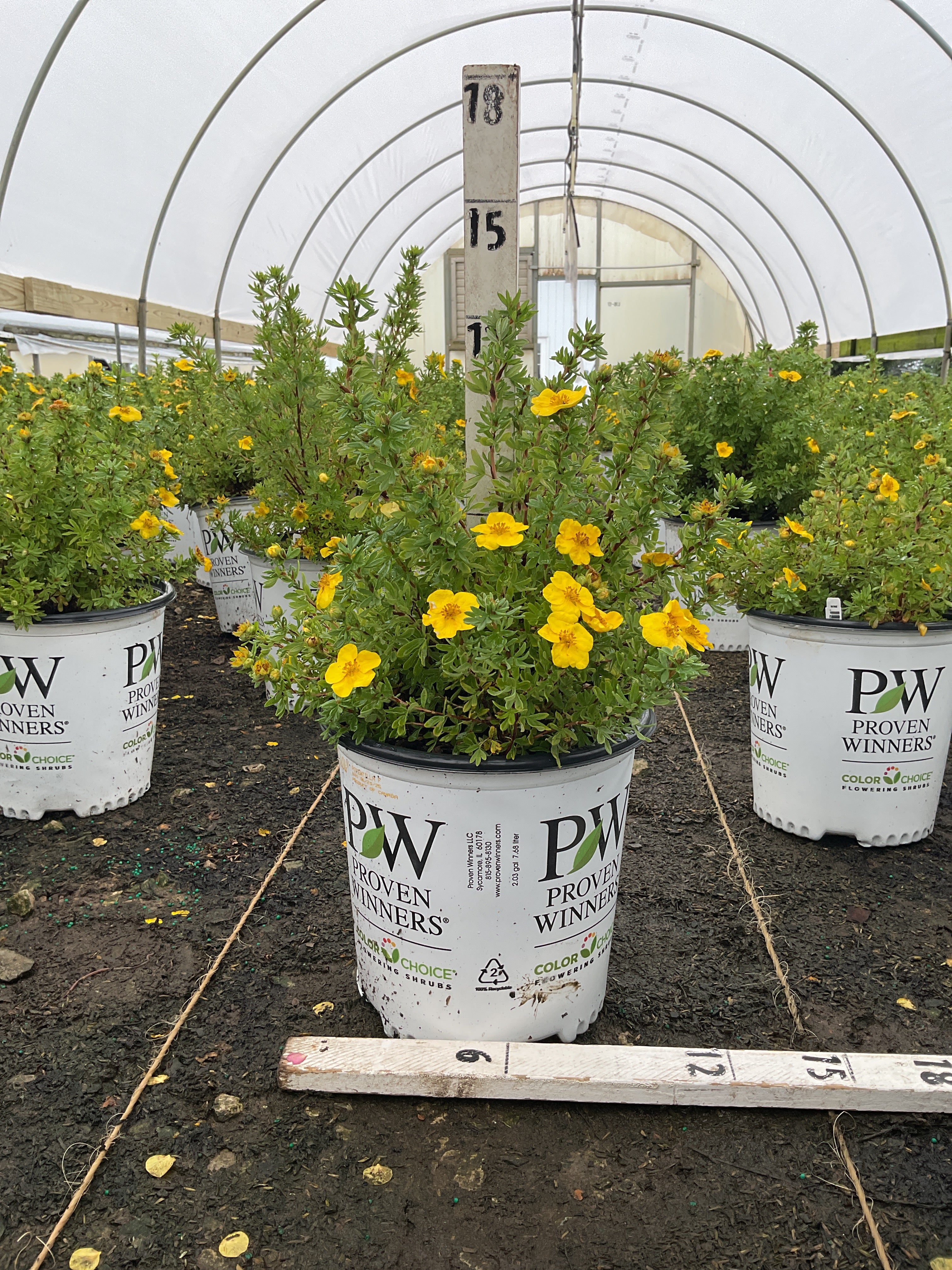 Potentilla 'Happy Face Yellow'