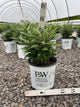 Sarcococca 'Sweet & Lo'