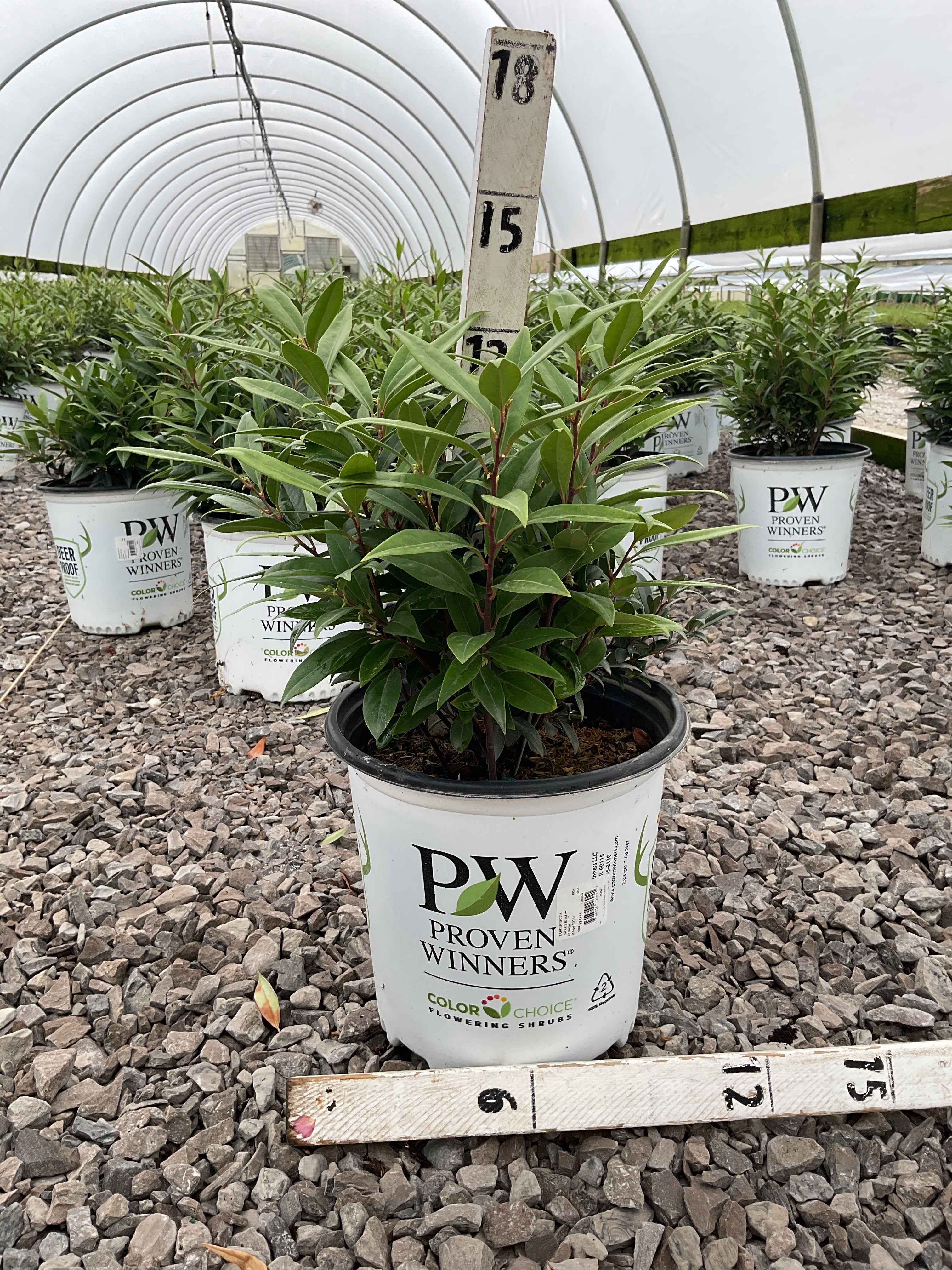 Sarcococca 'Sweet & Lo'