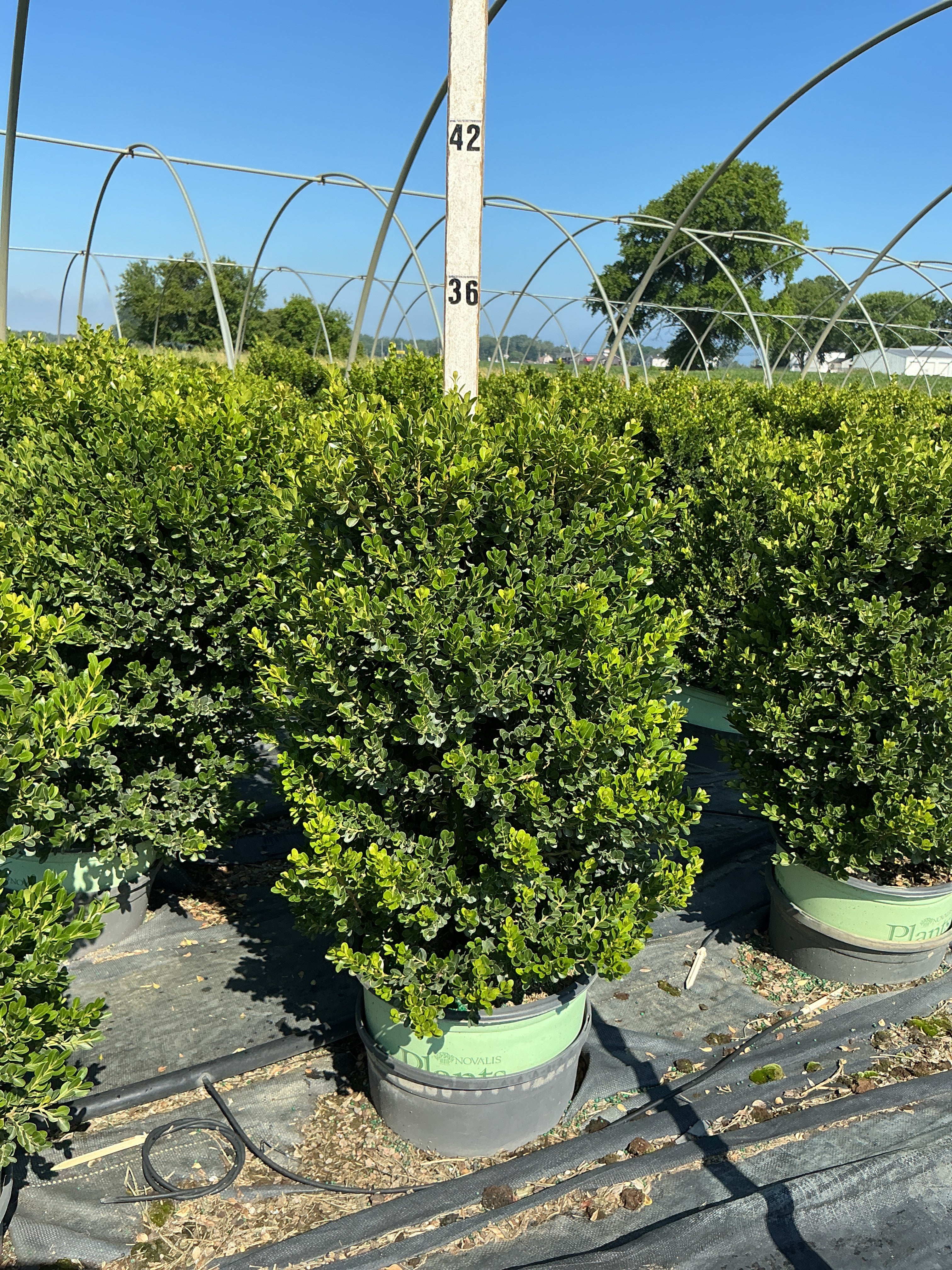 Buxus x 'Cranberry Creek'