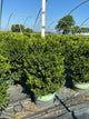Buxus x 'Cranberry Creek'