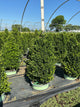 Buxus x 'Cranberry Creek'