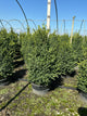 Buxus microphylla 'Green Mountain'