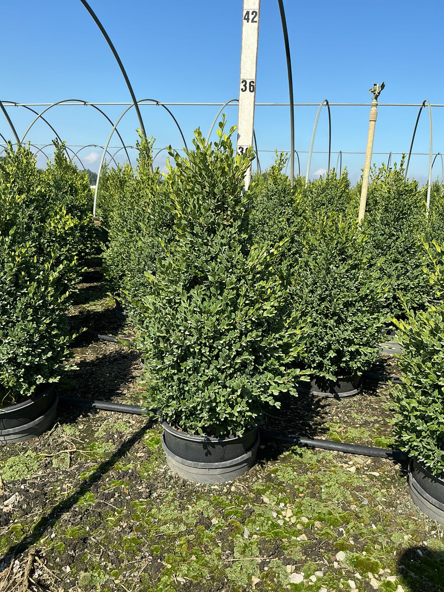 Buxus microphylla 'Green Mountain' â€” G3 24