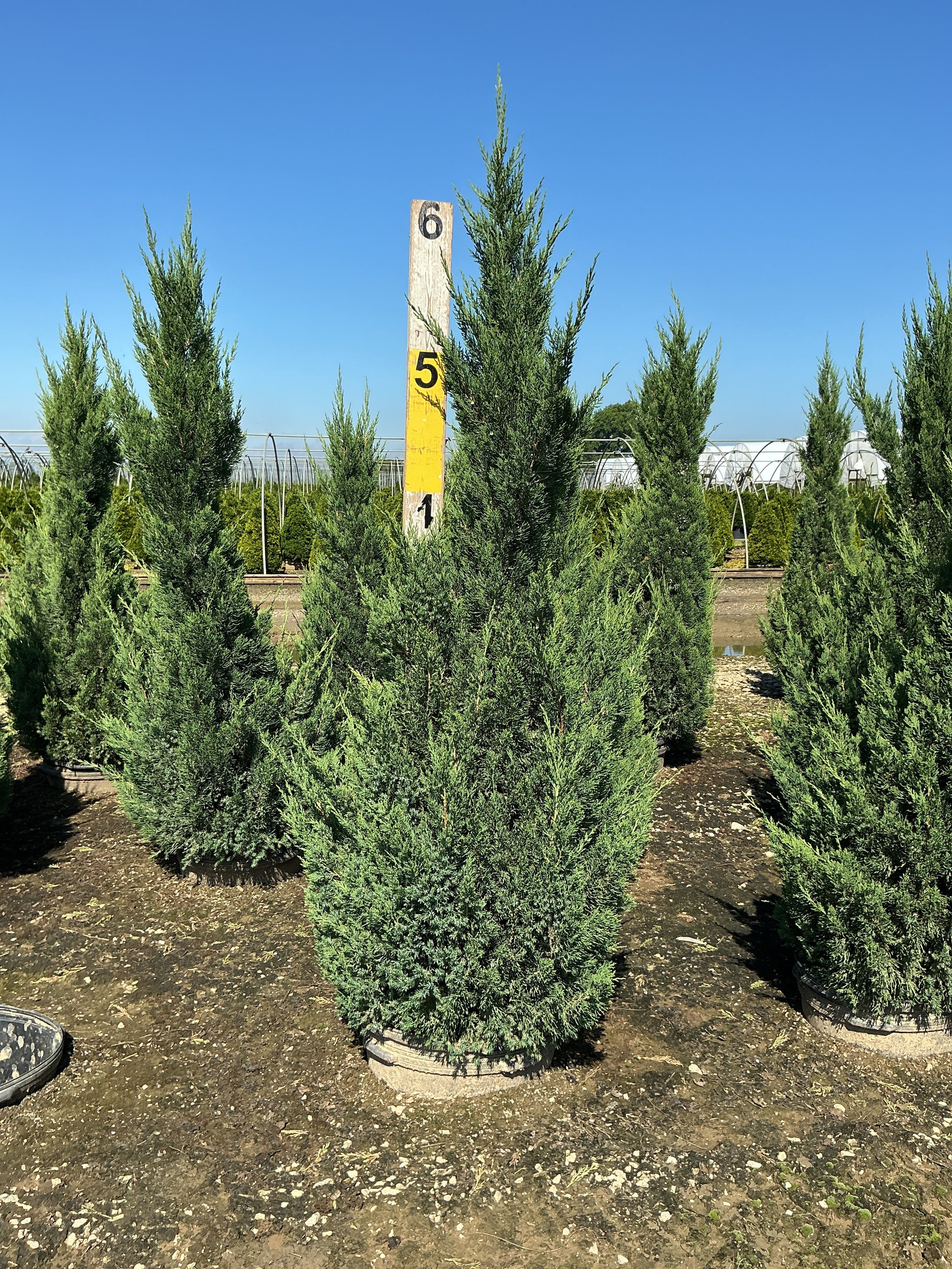 Juniperus chinensis 'Blue Point'