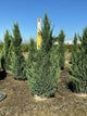 Juniperus chinensis 'Blue Point'