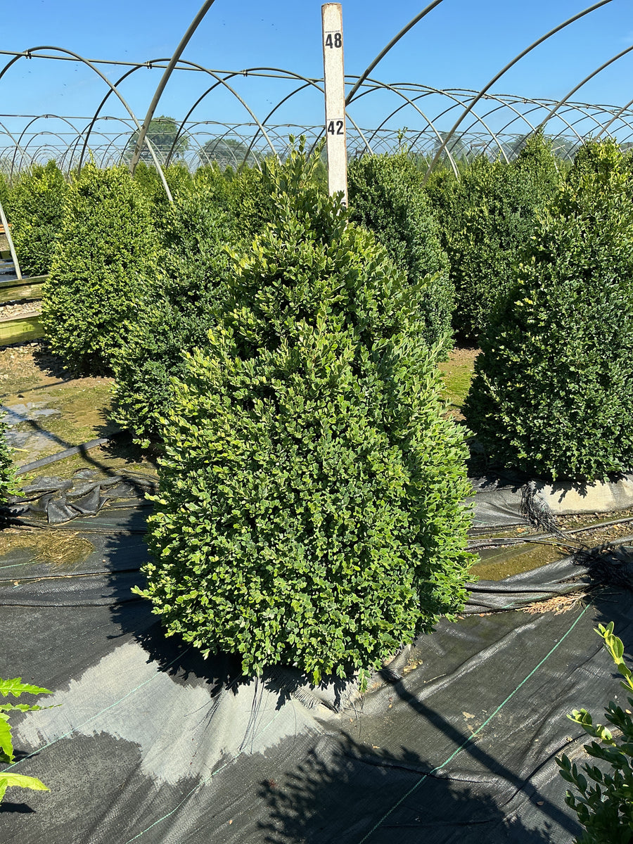 Buxus microphylla 'Green Mountain' â€” G15 36