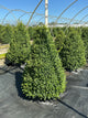 Buxus x 'Cranberry Creek'
