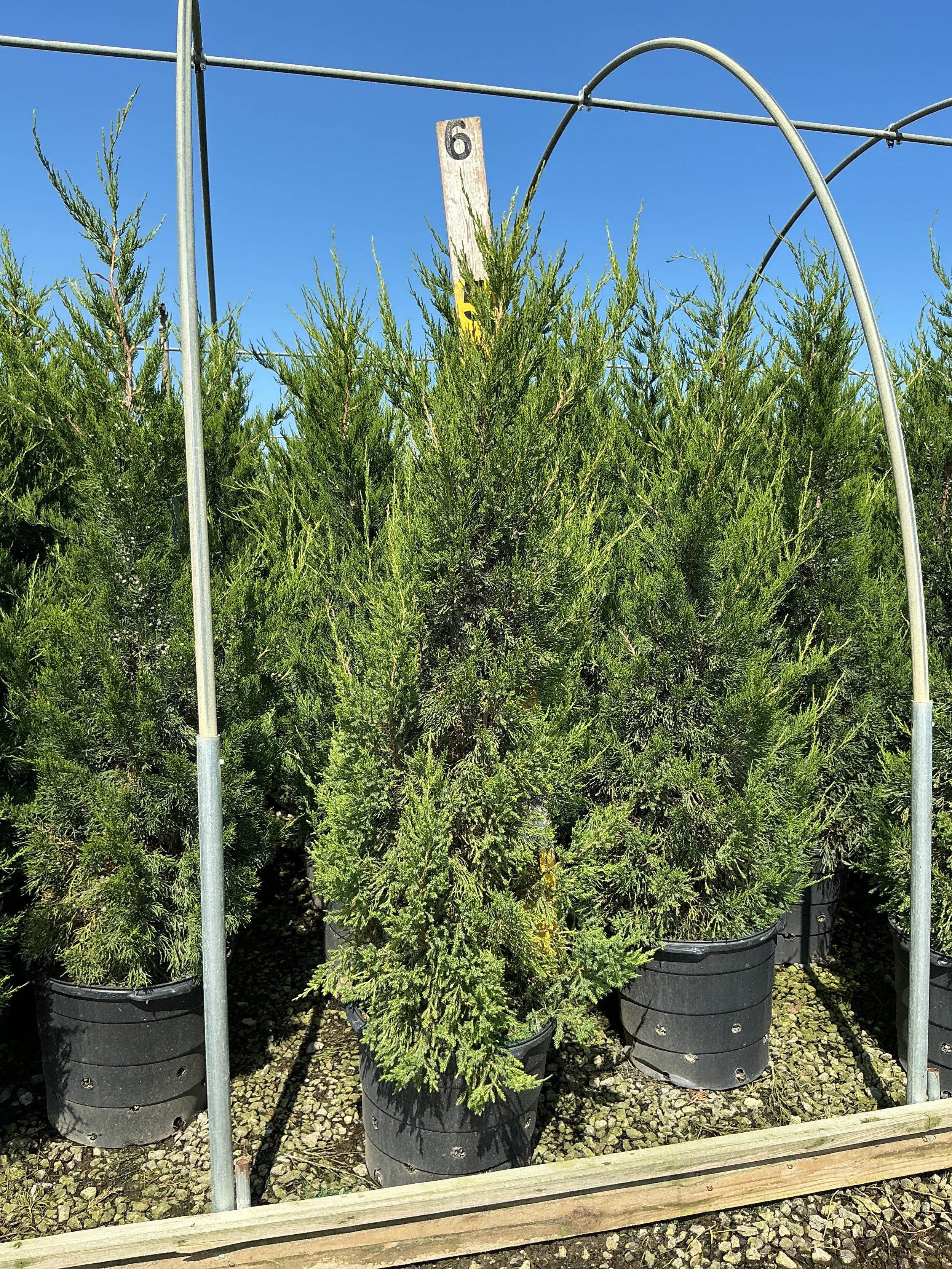 Juniperus chinensis 'Hetzii Columnaris'