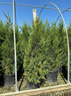 Juniperus chinensis 'Hetzii Columnaris'