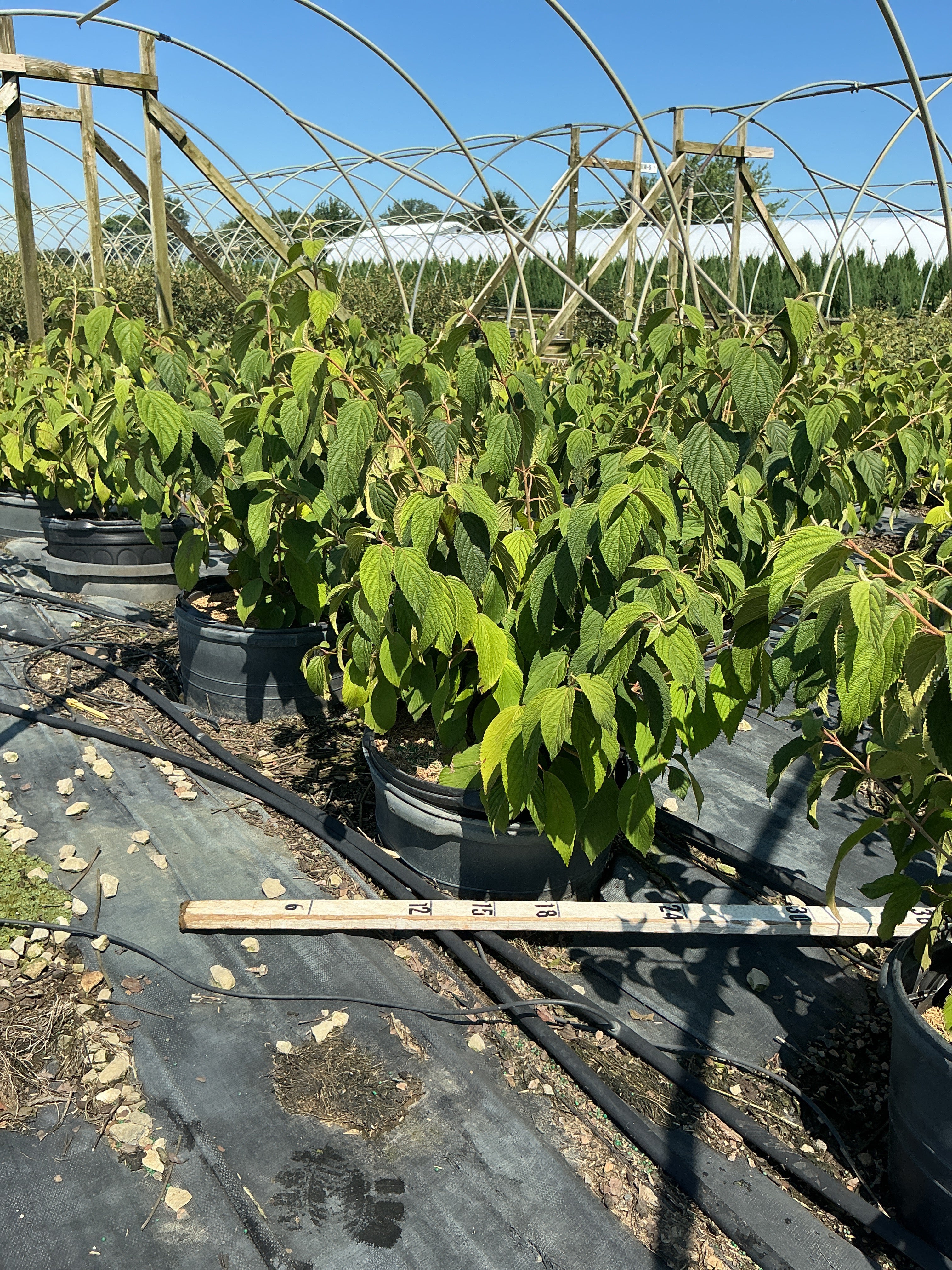 Viburnum plicatum 'Mariesii'