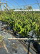 Viburnum plicatum 'Mariesii'