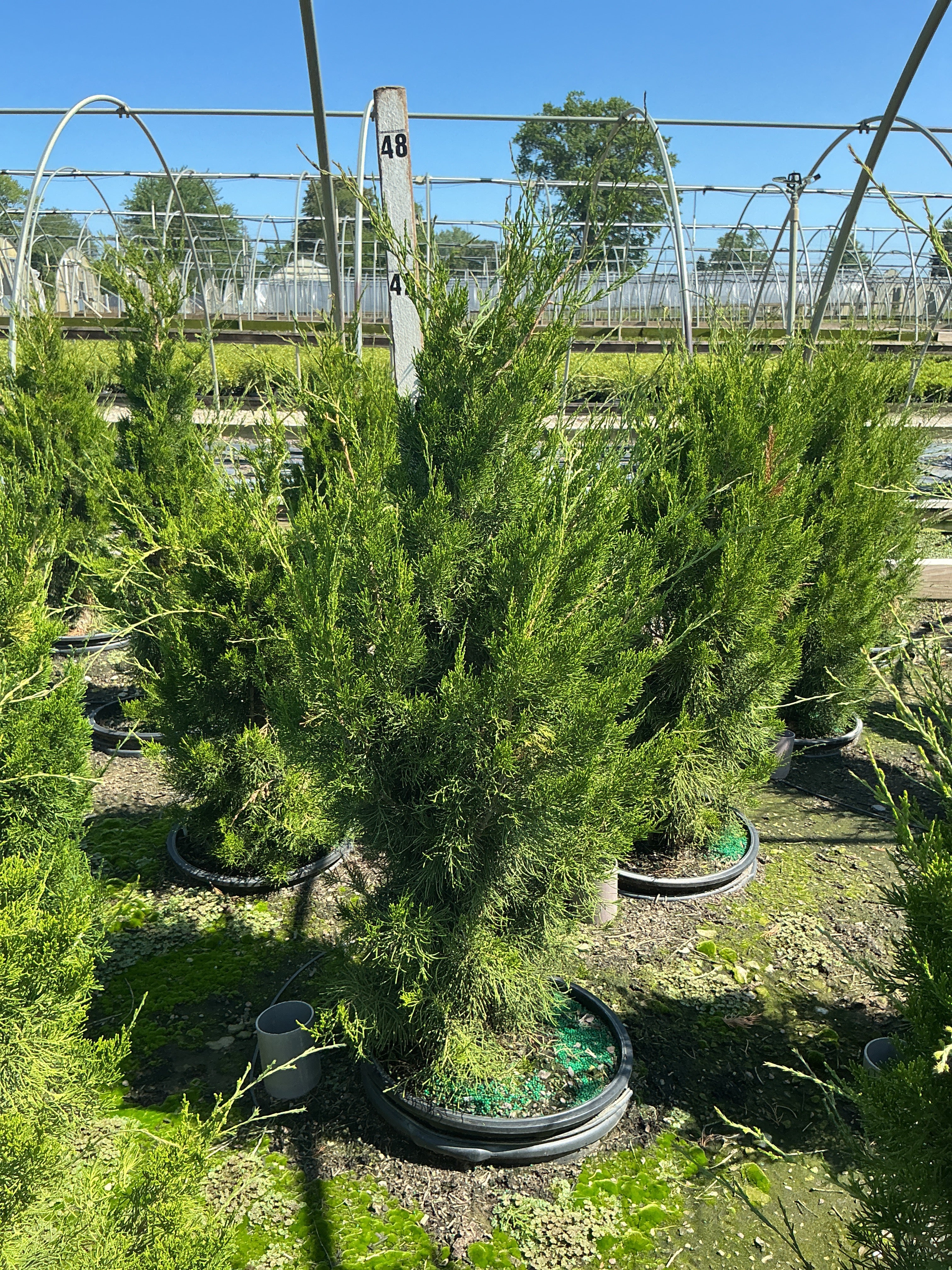 Juniperus virginiana 'Brodie'