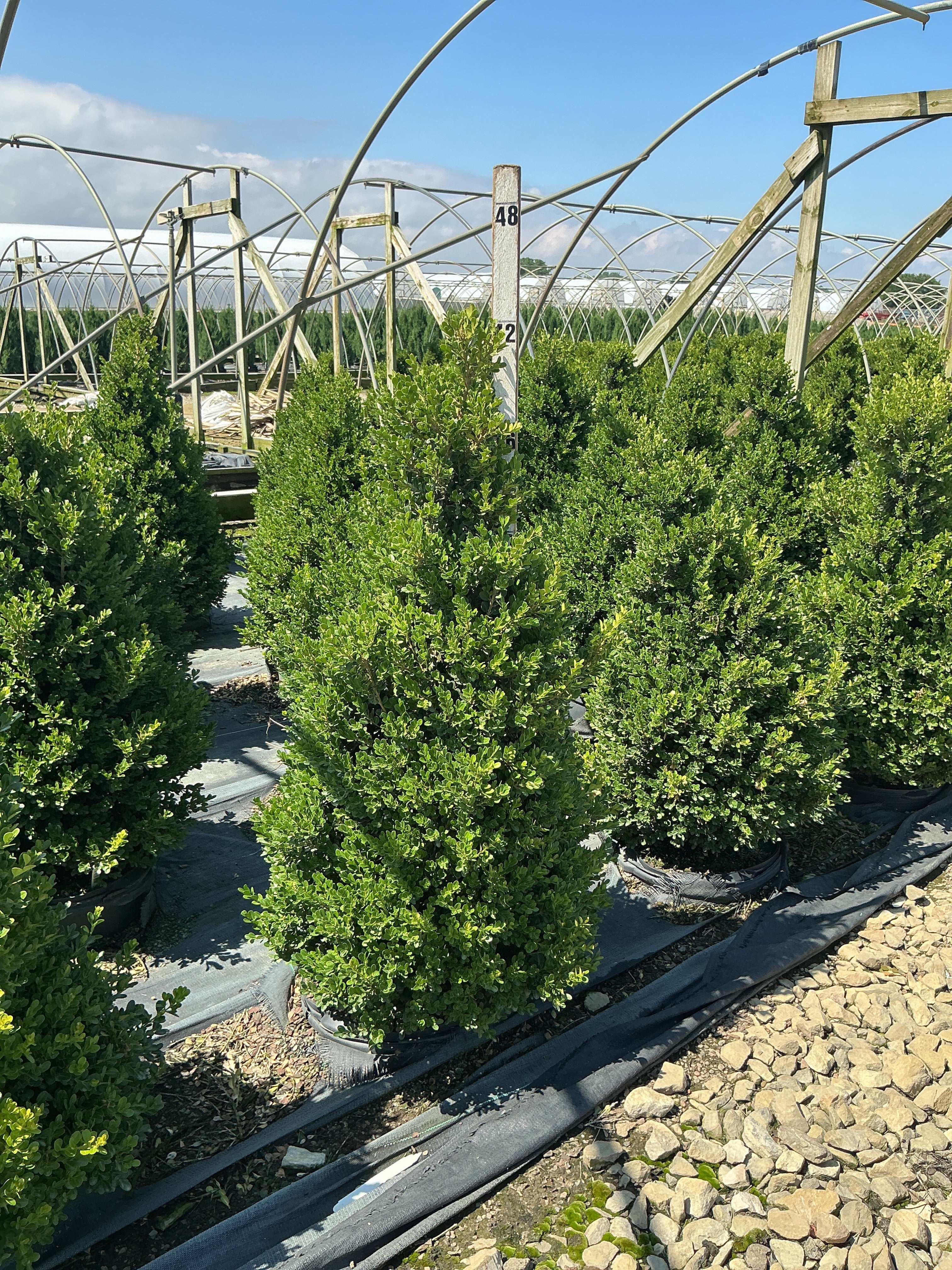 Buxus x 'Cranberry Creek'