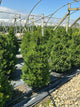 Buxus x 'Cranberry Creek'