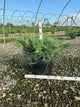 Juniperus virginiana 'Grey Owl'