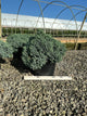 Juniperus squamata 'Blue Star'