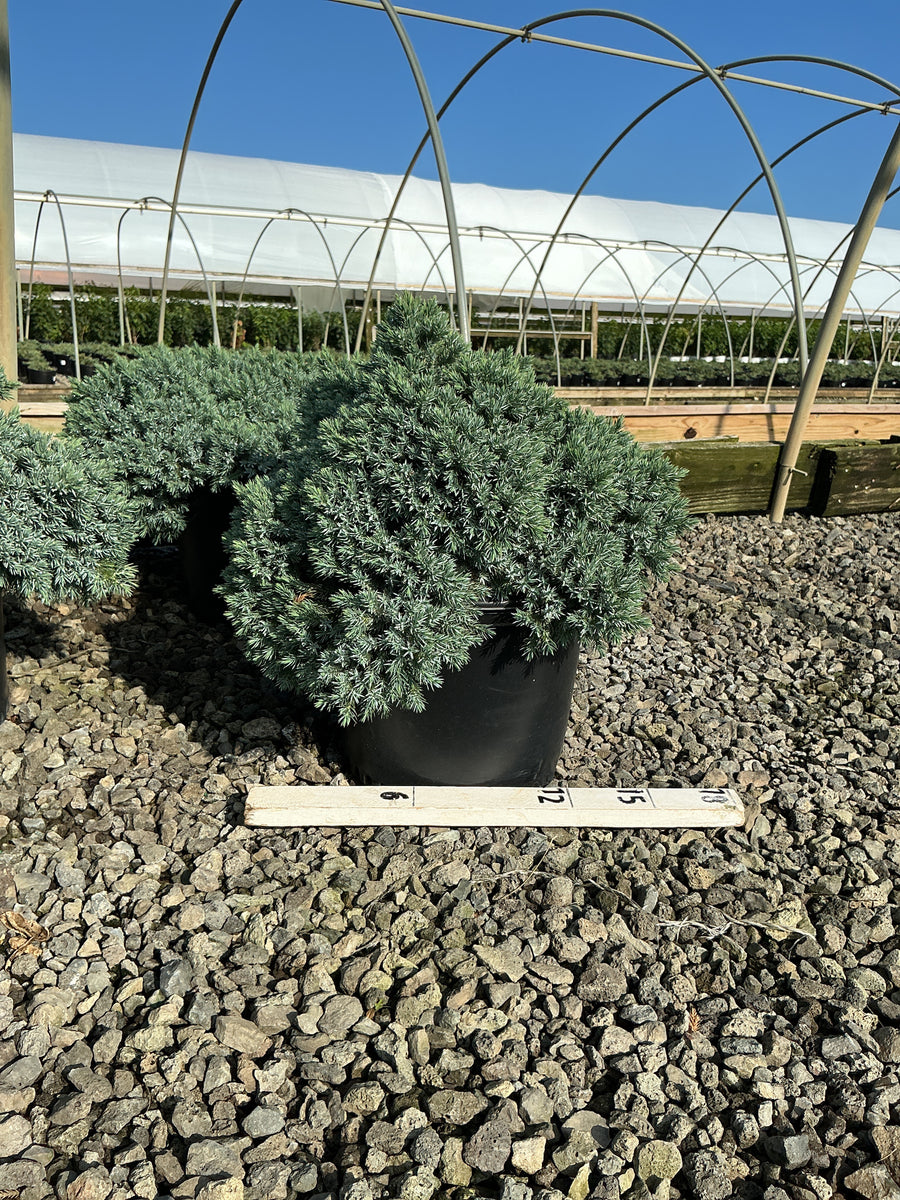 Juniperus squamata 'Blue Star' â€” G3 12