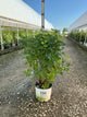 Syringa x 'Scentara Double Blue'
