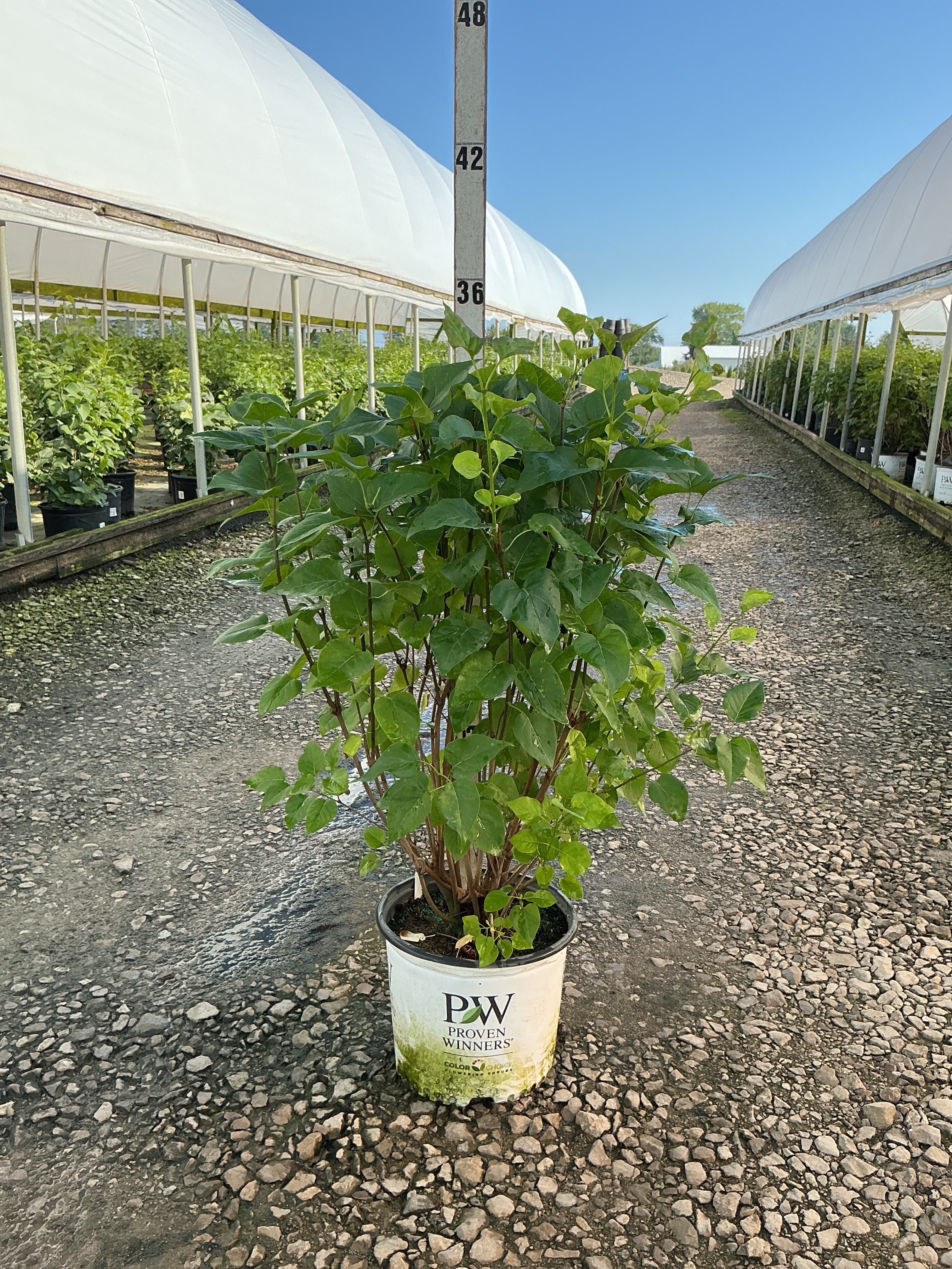 Syringa x 'Scentara Double Blue'