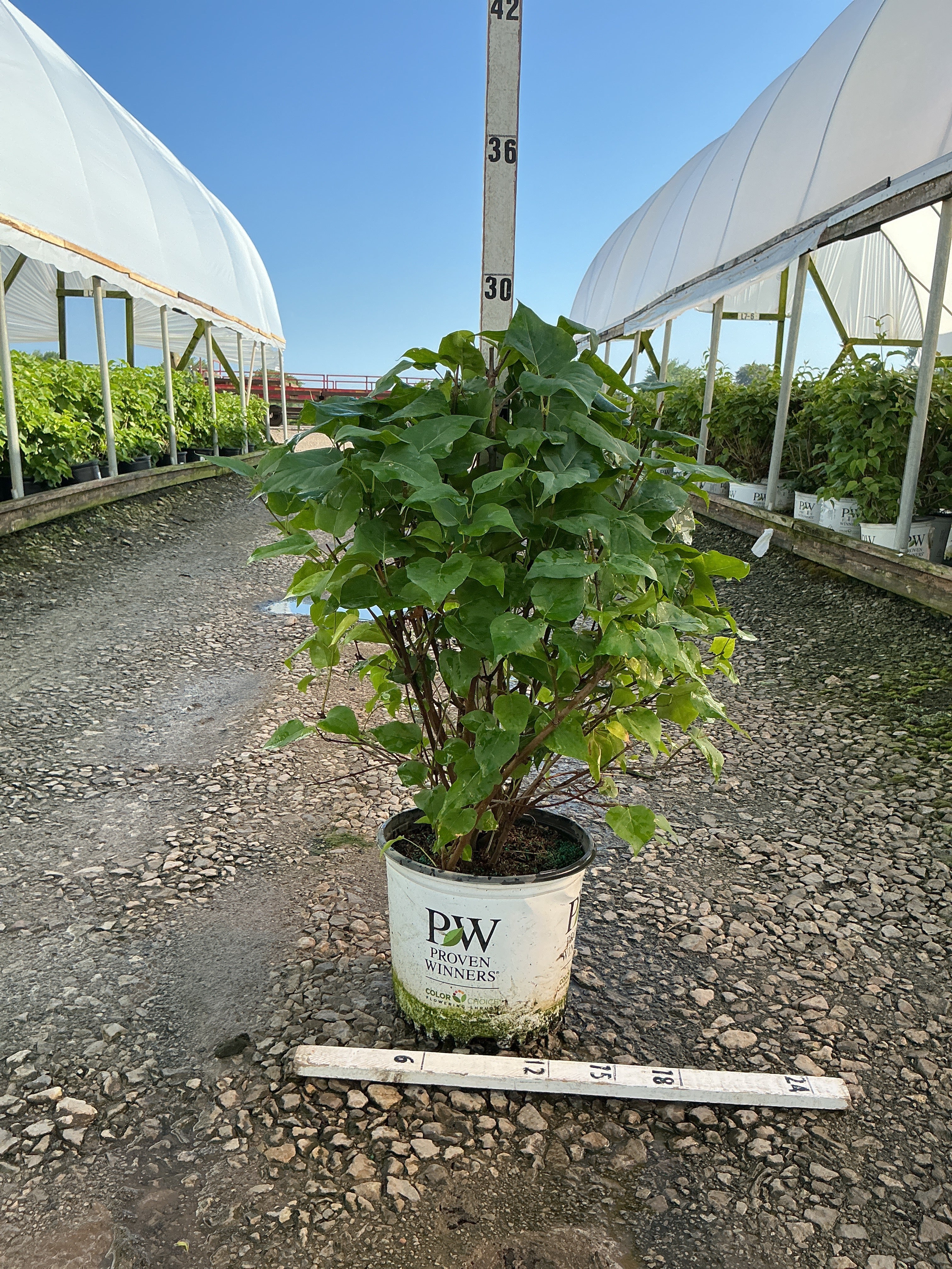 Syringa x hyacin. 'Scentara Pura'