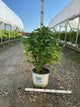 Syringa x hyacin. 'Scentara Pura'